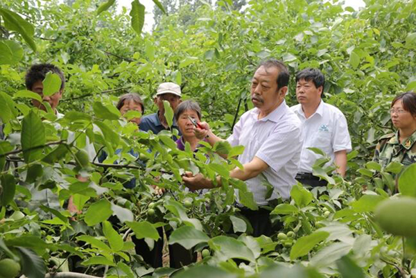 圖為李保國在田間為農(nóng)戶講解核桃栽培實(shí)用技術(shù)。